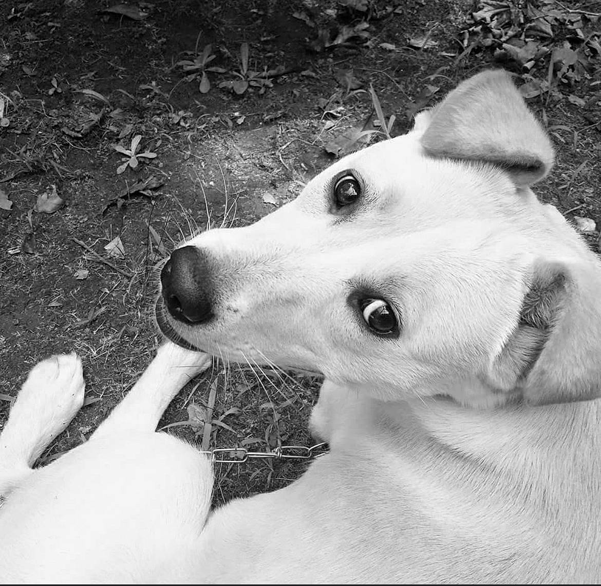 Einstein is registered to the contest to win money with this photo: ancient_dog_breeds, black_and_white, canidae, carnivore, companion_dog, dog, dog_breed, fur, jaw, monochrome, monochrome_photography, non_sporting_group, photography, snout, sporting_group, style, terrestrial_animal, whiskers, white, working_animal