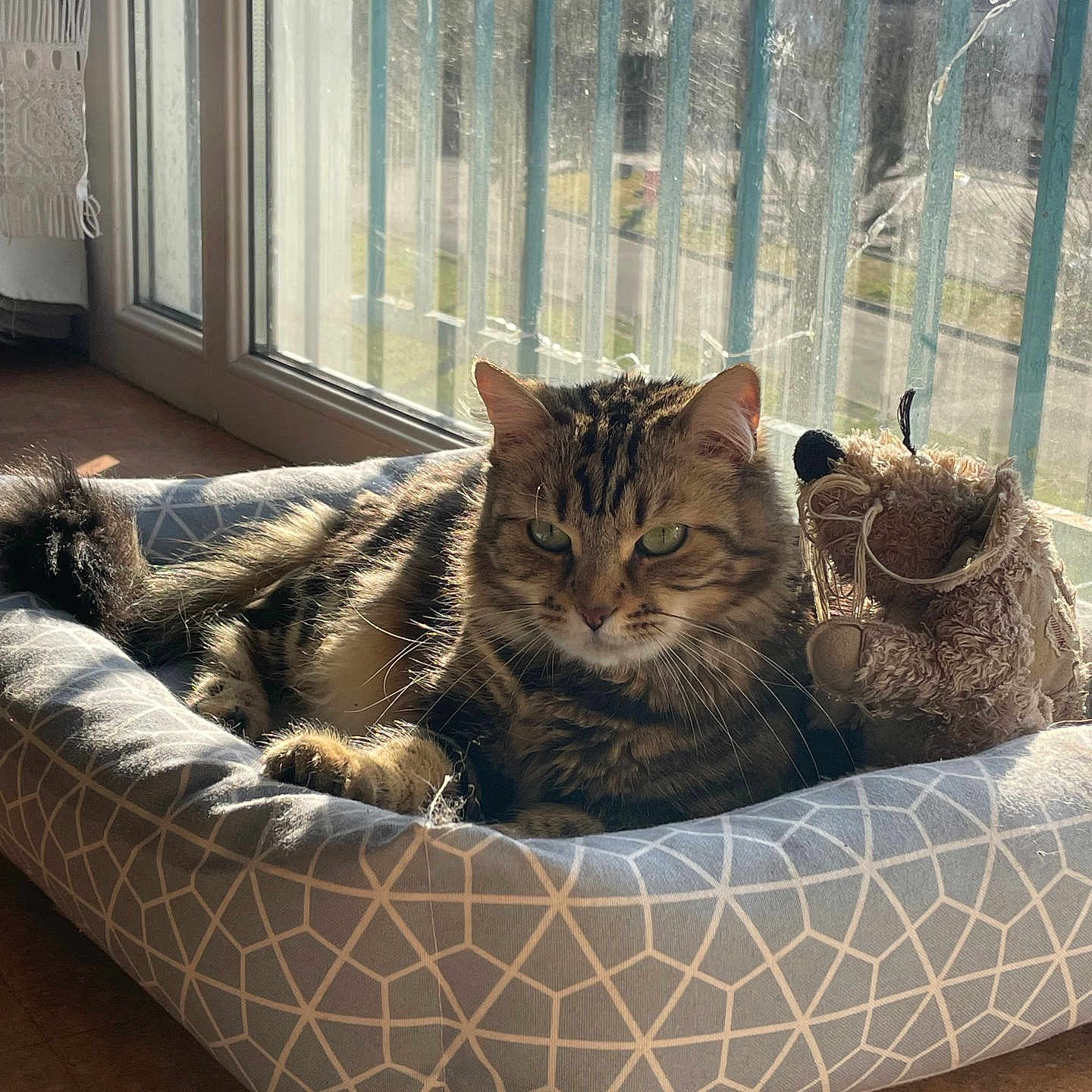 Mya