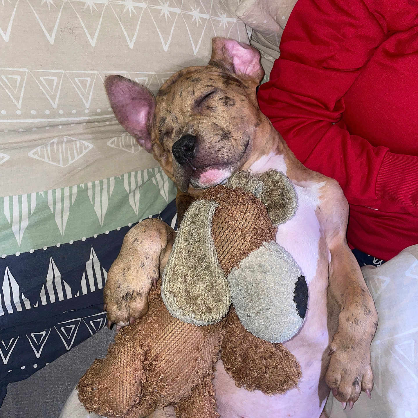 Pepito a rejoint le concours — aidez-le/la à gagner de superbes lots ! adult, animal, boxer, bulldog, canine, couch, cushion, dog, frenchbulldog, furniture, homedecor, male, man, person, pet, pitbull, puppy, rat, rodent, sleeping
