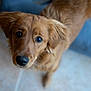 dog, golden_brown, curious, ears, fur, eyes, indoor, floor, couch, pet, animal, canine, looking_up, close_up, portrait, whiskers, soft_light, home, friendly, domestic
