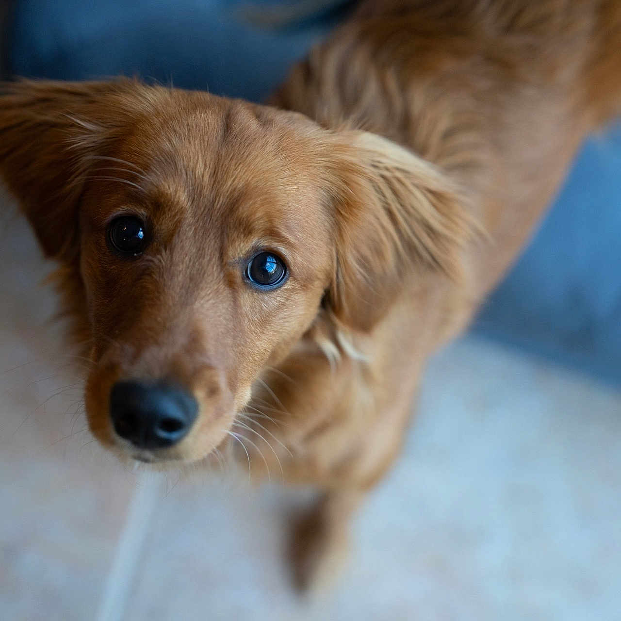 Nala is registered to the contest to win money with this photo: animal, canine, close_up, couch, curious, dog, domestic, ears, eyes, floor, friendly, fur, golden_brown, home, indoor, looking_up, pet, portrait, soft_light, whiskers