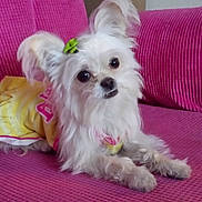 Minny is registered to the contest to win money with this photo: accessory, big_eyes, bow, cuddly, cute, dog, dress, ears, indoor, long_fur, looking_up, mischievous, paws, pet, pink_sofa, portrait, small_dog, sofa, upholstery, white_fur