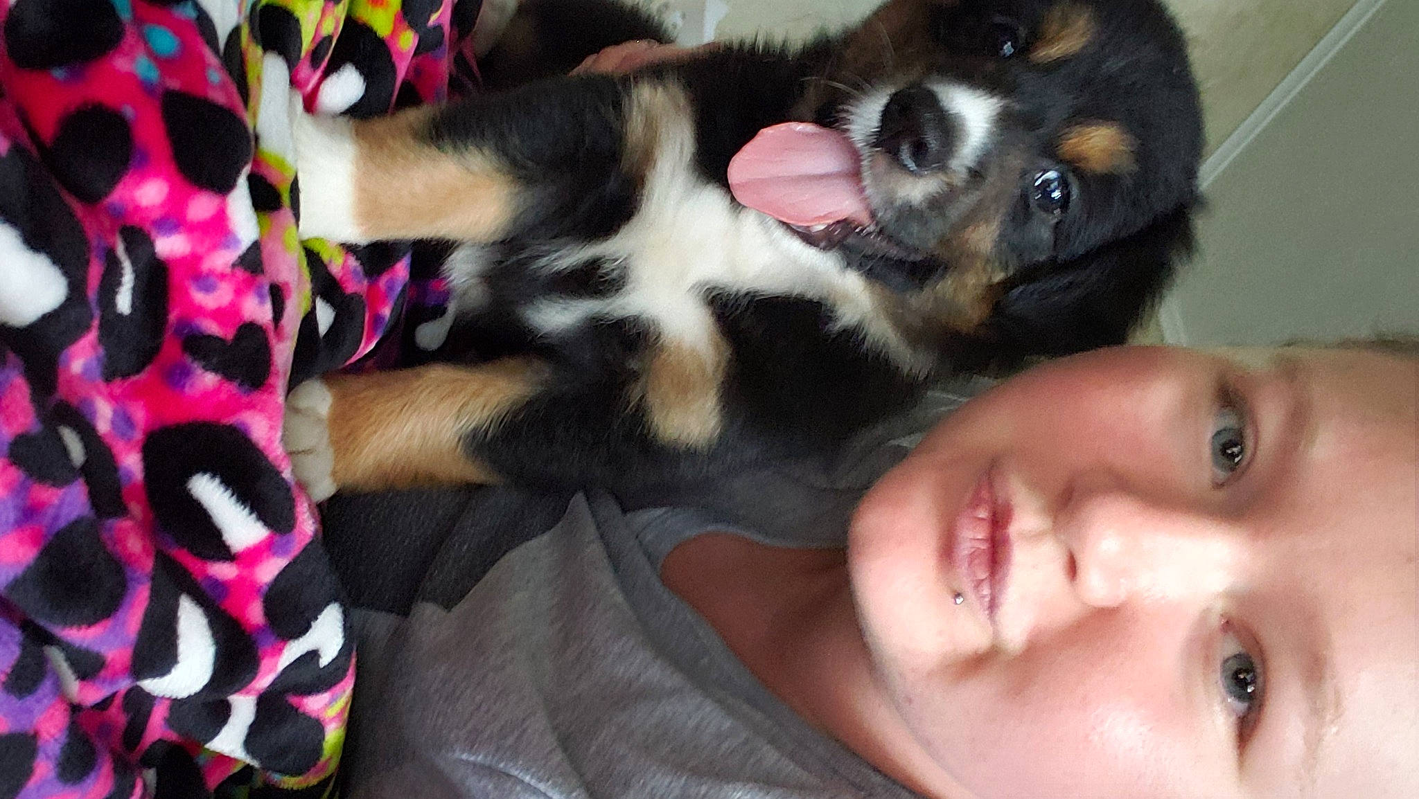 Remmie is registered to the contest to win money with this photo: australian_shepherd, bernese_mountain_dog, canidae, carnivore, companion_dog, dog, dog_breed, ear, fawn, mammal, pink, puppy, puppy_love