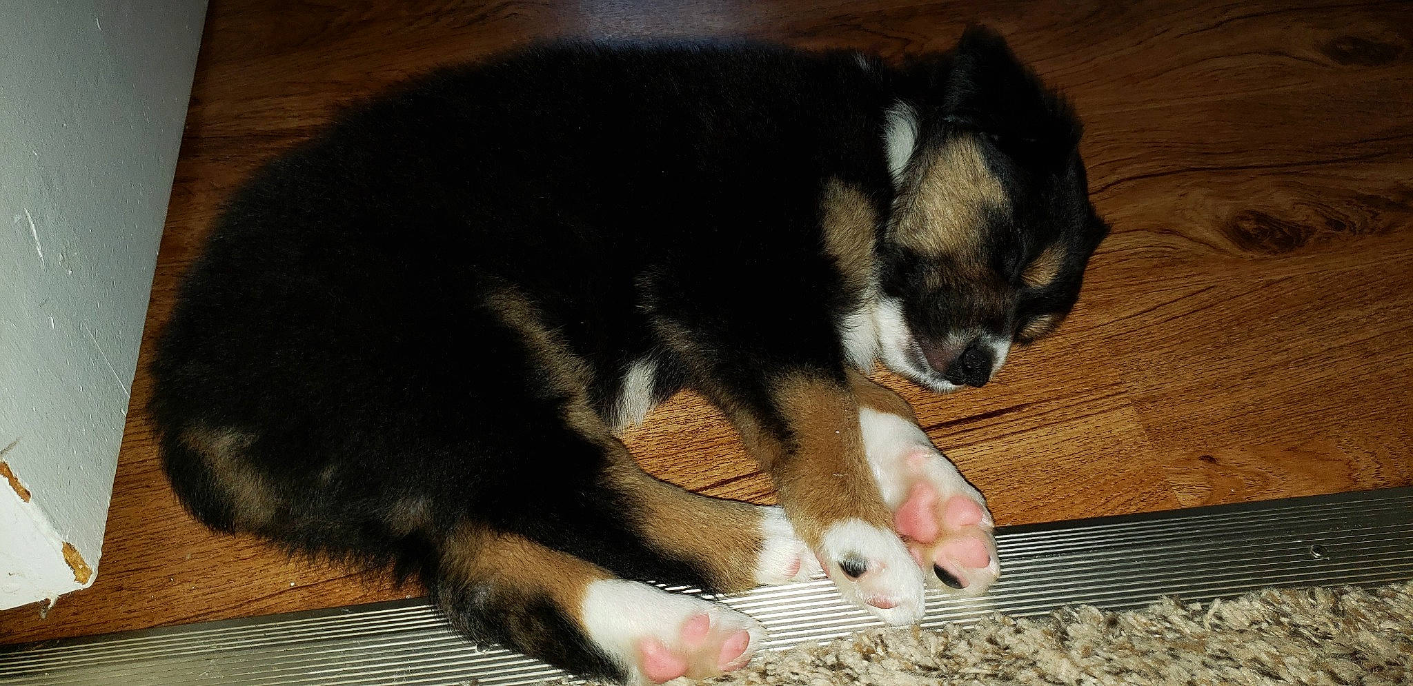 Remmie is registered to the contest to win money with this photo: canidae, carnivore, dog, dog_breed, finnish_lapphund, mammal, paw, puppy, siberian_husky, sporting_group, vertebrate, whiskers