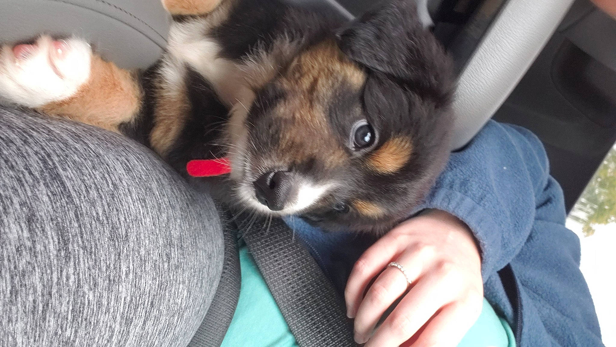 Remmie joined the competition — help win amazing prizes! canidae, carnivore, dog, dog_breed, ear, mammal, puppy, snout, whiskers