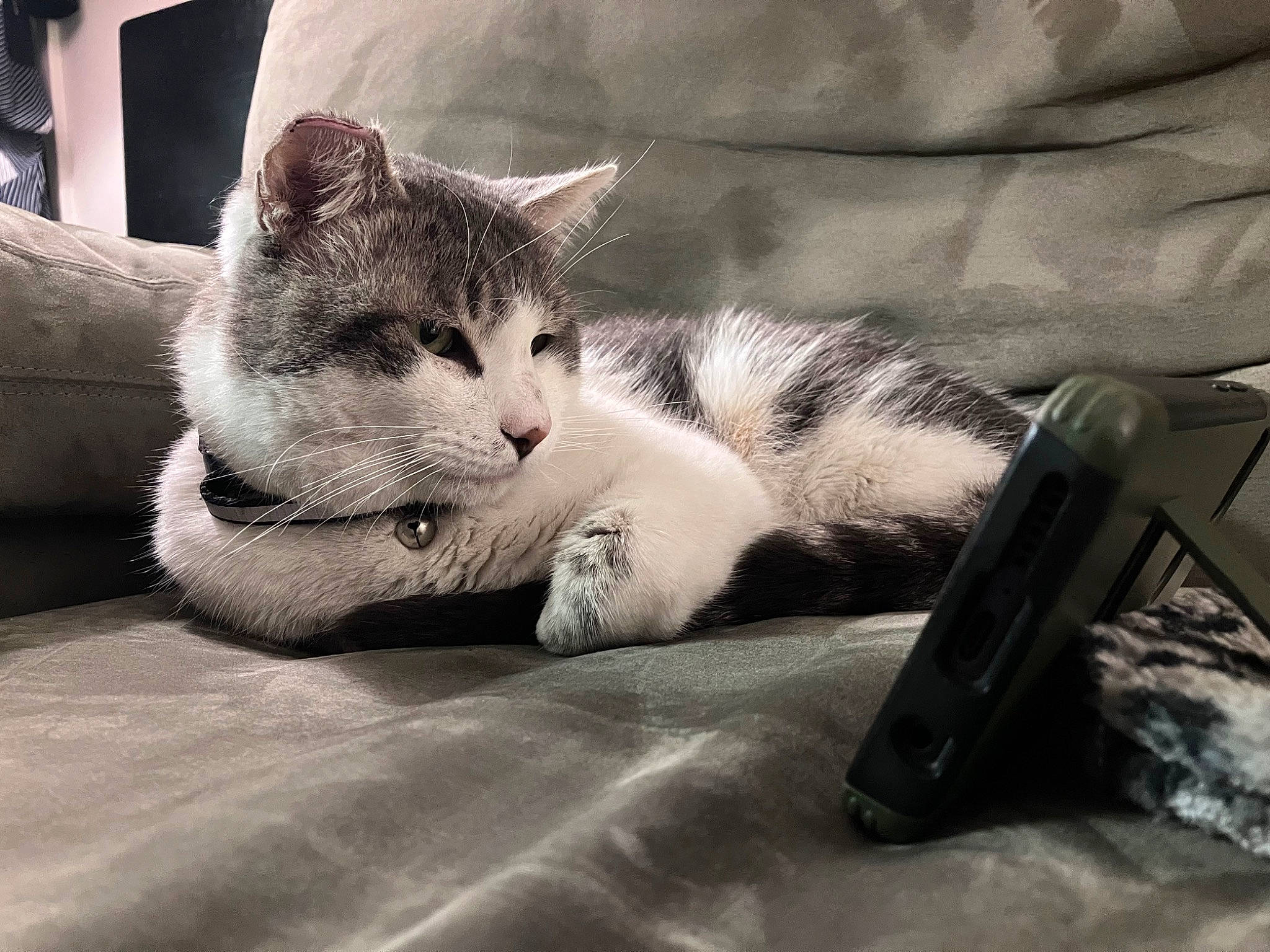 Donny is registered to the contest to win money with this photo: black_and_white, carnivore, cat, cloud, comfort, domestic_short_haired_cat, felidae, fur, grey, linens, metal, monochrome, monochrome_photography, nap, office_supplies, paw, small_to_medium_sized_cats, snout, tail, whiskers