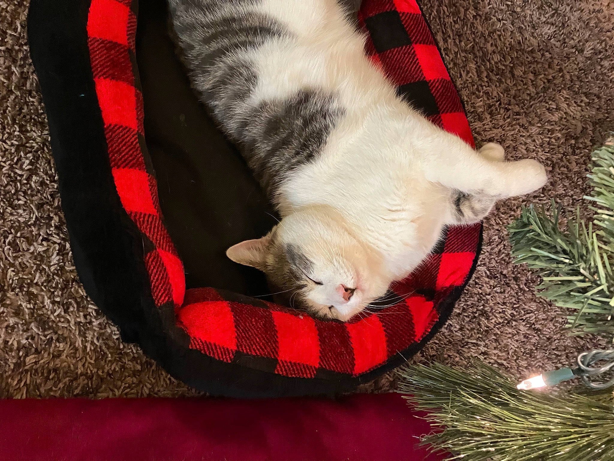 Donny is registered to the contest to win money with this photo: carmine, carnivore, cat, cat_supply, claw, comfort, conifer, domestic_short_haired_cat, event, evergreen, fawn, felidae, fur, linens, pattern, paw, small_to_medium_sized_cats, snout, tail, whiskers