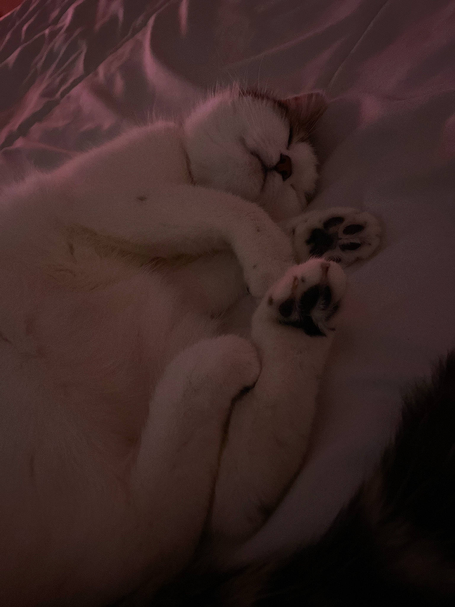 Reyna participe au concours pour gagner de l'argent avec cette photo : carnivore, cat, comfort, darkness, felidae, flesh, fur, grey, landscape, linens, monochrome, monochrome_photography, pattern, paw, petal, rose, small_to_medium_sized_cats, tail, visual_arts, whiskers