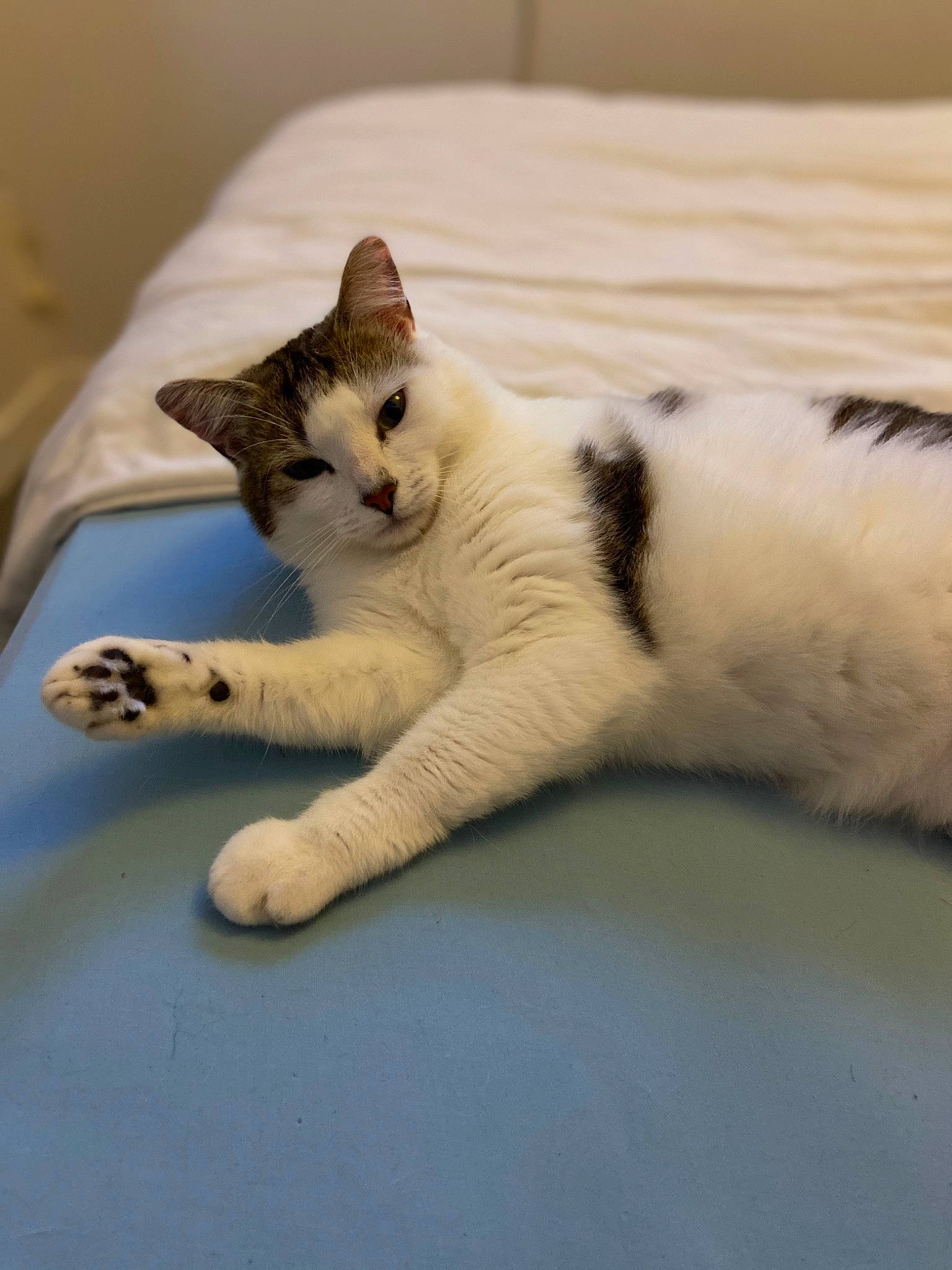 Reyna a rejoint le concours — aidez-le/la à gagner de superbes lots ! carnivore, cat, claw, comfort, domestic_short_haired_cat, felidae, flooring, foot, fur, mammal, nap, paw, sitting, sleep, small_to_medium_sized_cats, snout, tail, vertebrate, whiskers, wood