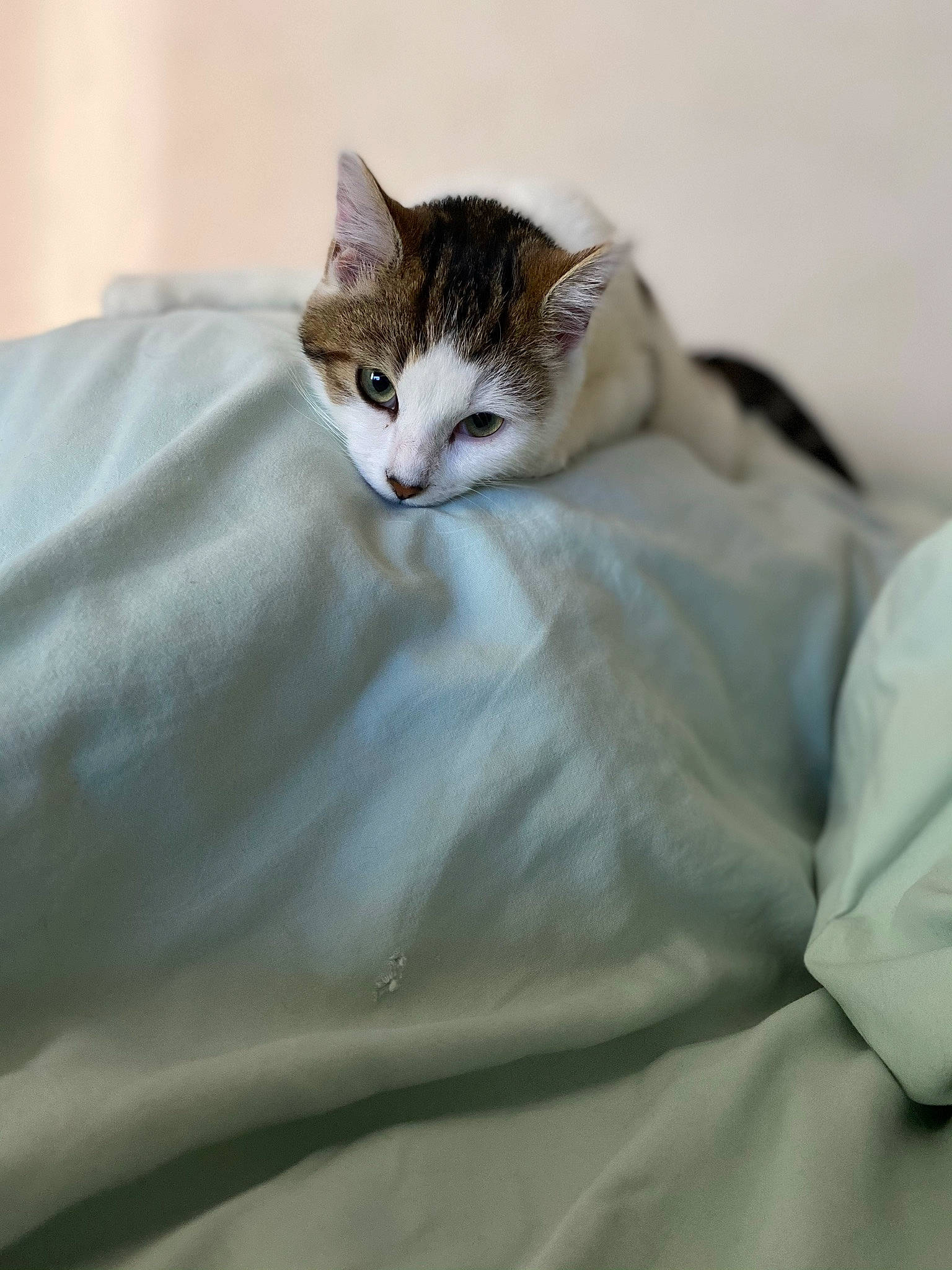 Reyna participe au concours pour gagner de l'argent avec cette photo : bed, bed_sheet, bedding, blanket, carnivore, cat, comfort, domestic_short_haired_cat, duvet, fawn, felidae, fur, linens, paw, small_to_medium_sized_cats, snout, tail, terrestrial_animal, whiskers, wildlife