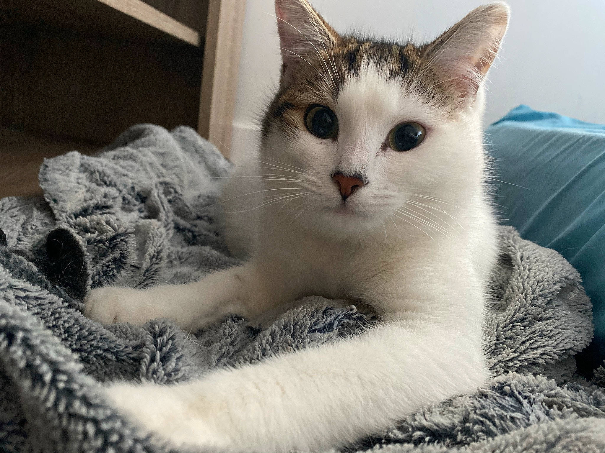 Reyna a rejoint le concours — aidez-le/la à gagner de superbes lots ! carnivore, cat, claw, comfort, domestic_short_haired_cat, eye, eyelash, felidae, foot, fur, paw, sitting, small_to_medium_sized_cats, snout, tail, terrestrial_animal, whiskers, window