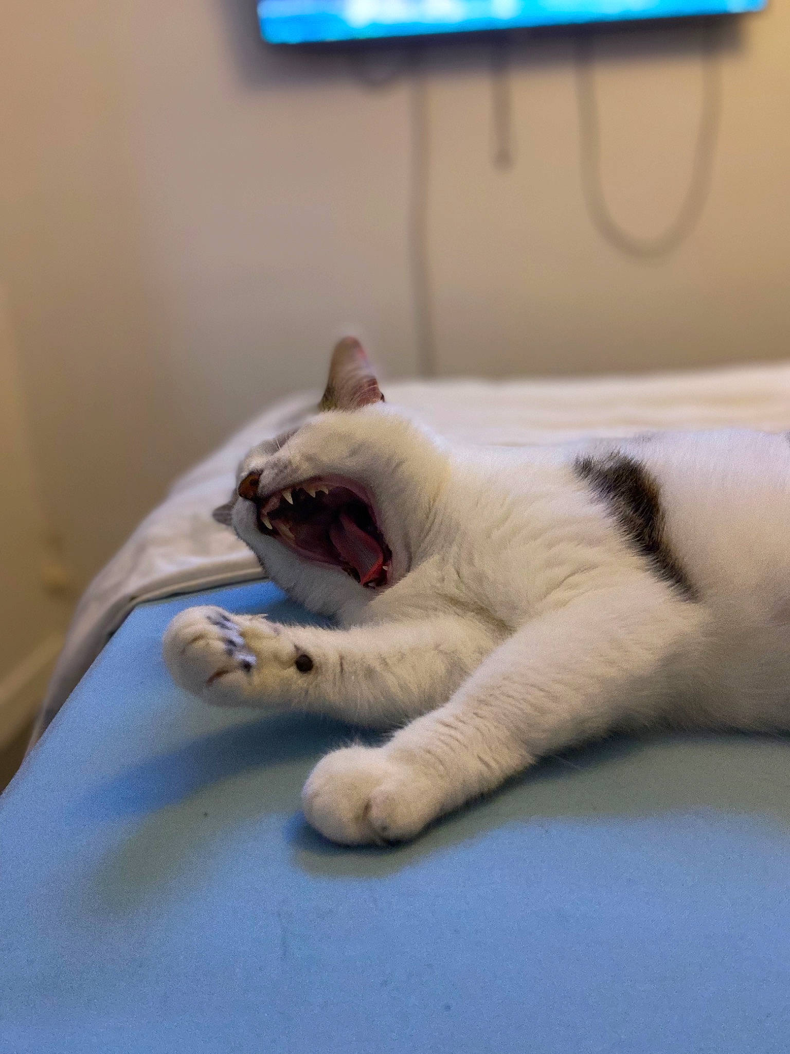 Reyna participe au concours pour gagner de l'argent avec cette photo : blue, carnivore, cat, claw, comfort, domestic_short_haired_cat, fang, fawn, felidae, flooring, foot, fur, linens, paw, small_to_medium_sized_cats, snout, tail, television, whiskers, yawn