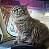 animal, car_dashboard, cat, close_up, curious, domestic, ears, feline, fluffy, fur, garage, household, indoor, looking_away, pet, side_view, tabby, vehicle_interior, whiskers, window