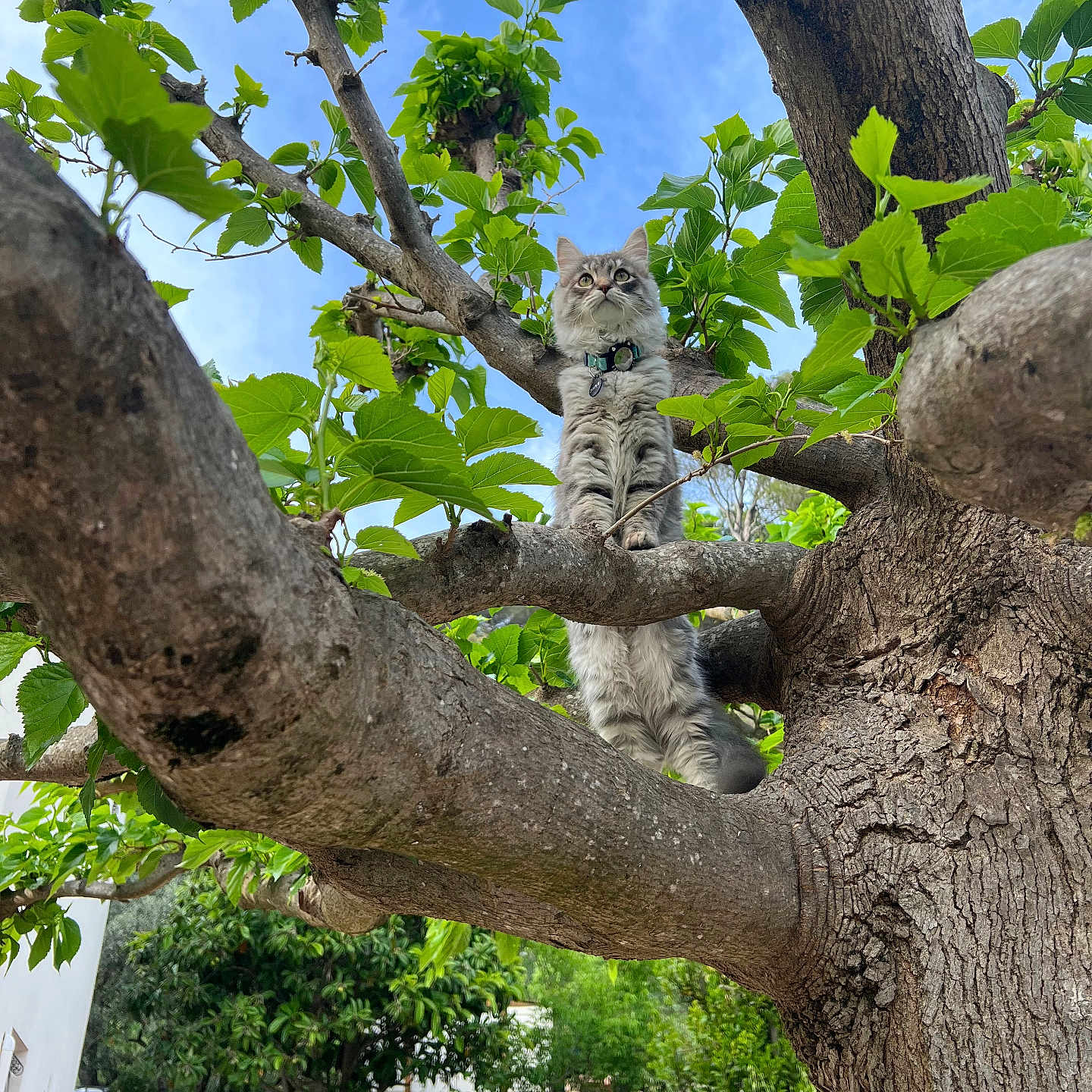Zoukie participe au concours pour gagner de l'argent avec cette photo : animal, cat, garden, green, grove, herbal, herbs, jungle, land, leaf, nature, oak, outdoors, pet, plant, pottedplant, sycamore, tree, treetrunk, vegetation