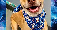 Foxy Sapphire is registered to the contest to win money with this photo: dog, bandana, happy, smiling, pet, canine, indoor, floor, ears_up, brown_dog, blue_bandana, looking_up, standing, animal, cute, friendly, portrait, cosmic_border, nebula, background