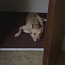 Foxy Sapphire is registered to the contest to win money with this photo: dog, tan_dog, collar, carpet, door, wooden_door, tile_floor, indoor, resting, pet, animal, floor, brown, quiet, laying_down, looking, room, shadow, doorway, still_life