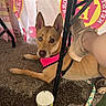 Foxy Sapphire is registered to the contest to win money with this photo: dog, heterochromia, brown_dog, pink_harness, person_leg, sneaker, table_leg, cooler, cup, concrete_floor, banner, outdoor, resting, alert, casual, shade, leash, paw, looking_at_camera, animal