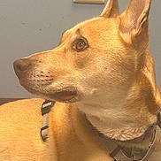 Foxy Sapphire is registered to the contest to win money with this photo: dog, canine, pet, side_profile, brown_fur, harness, indoor, wall, electrical_outlet, ears, snout, animal, looking_away, close_up, fur_texture, domestic_animal, alert, portrait, household, muzzle
