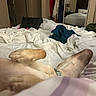 dog, bed, blanket, clothes, mirror, indoor, resting, relaxed, fur, collar, paw, rumpled, sleeping, canine, domestic_animal, comfort, room, furniture, casual, messy