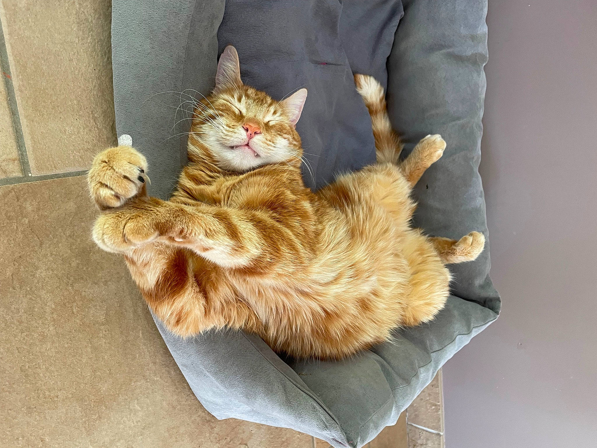 Simba participe au concours pour gagner de l'argent avec cette photo : carnivore, cat, claw, comfort, domestic_short_haired_cat, fawn, felidae, fur, nap, paw, sitting, sleep, small_to_medium_sized_cats, tail, whiskers