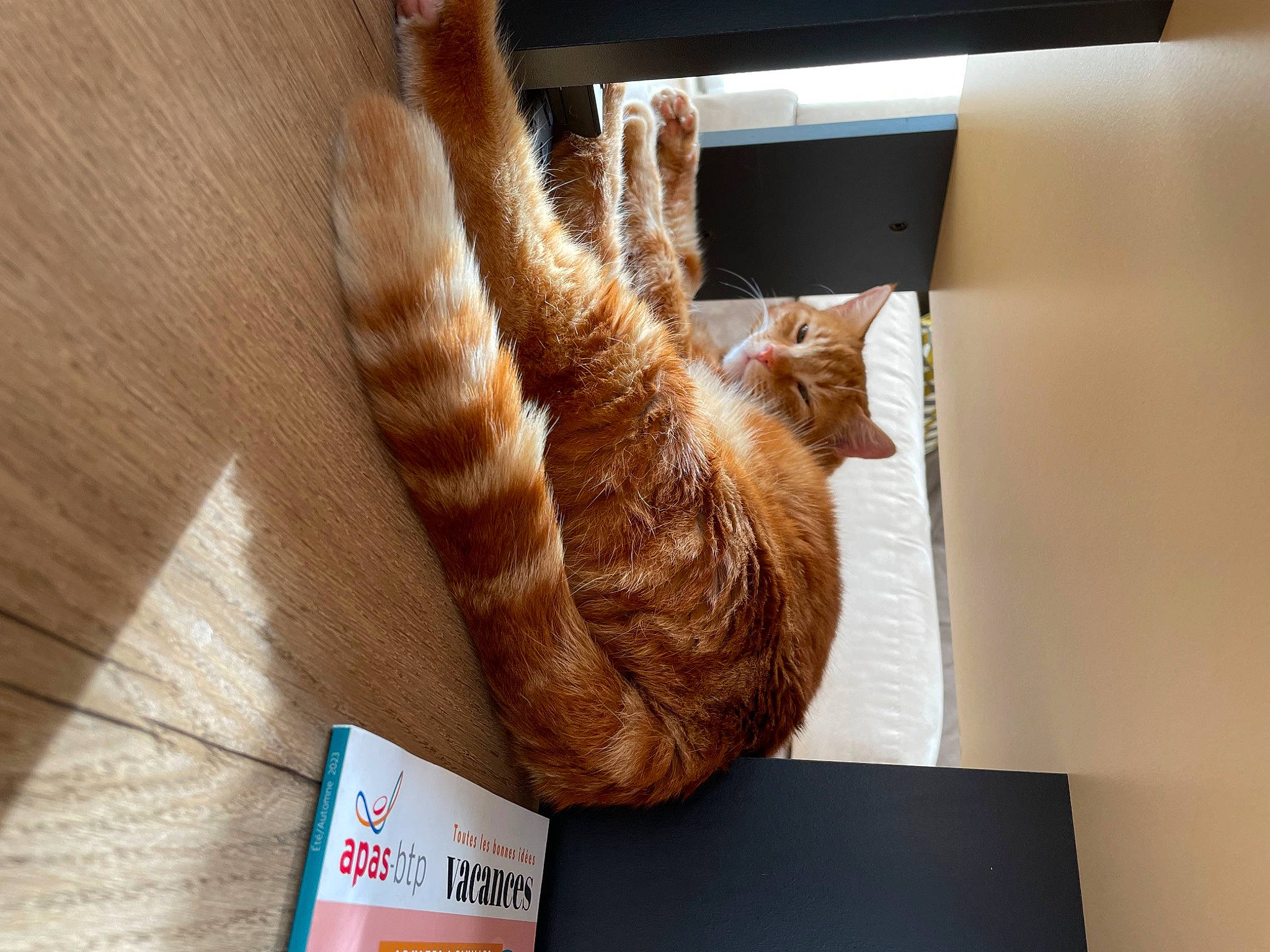 Simba participe au concours pour gagner de l'argent avec cette photo : cat, claw, comfort, domestic_short_haired_cat, fawn, felidae, foot, fur, gesture, hardwood, human_leg, nail, small_to_medium_sized_cats, tail, whiskers, wood, wrist