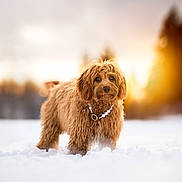 Poppy participe au concours pour gagner de l'argent avec cette photo : dog, brown_dog, fluffy, fur, paws, snow, winter, sunset, bokeh, trees, outdoors, portrait, pet, necklace, collar, cute, standing, landscape, nature, soft_light
