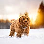 dog, brown_dog, fluffy, fur, paws, snow, winter, sunset, bokeh, trees, outdoors, portrait, pet, necklace, collar, cute, standing, landscape, nature, soft_light