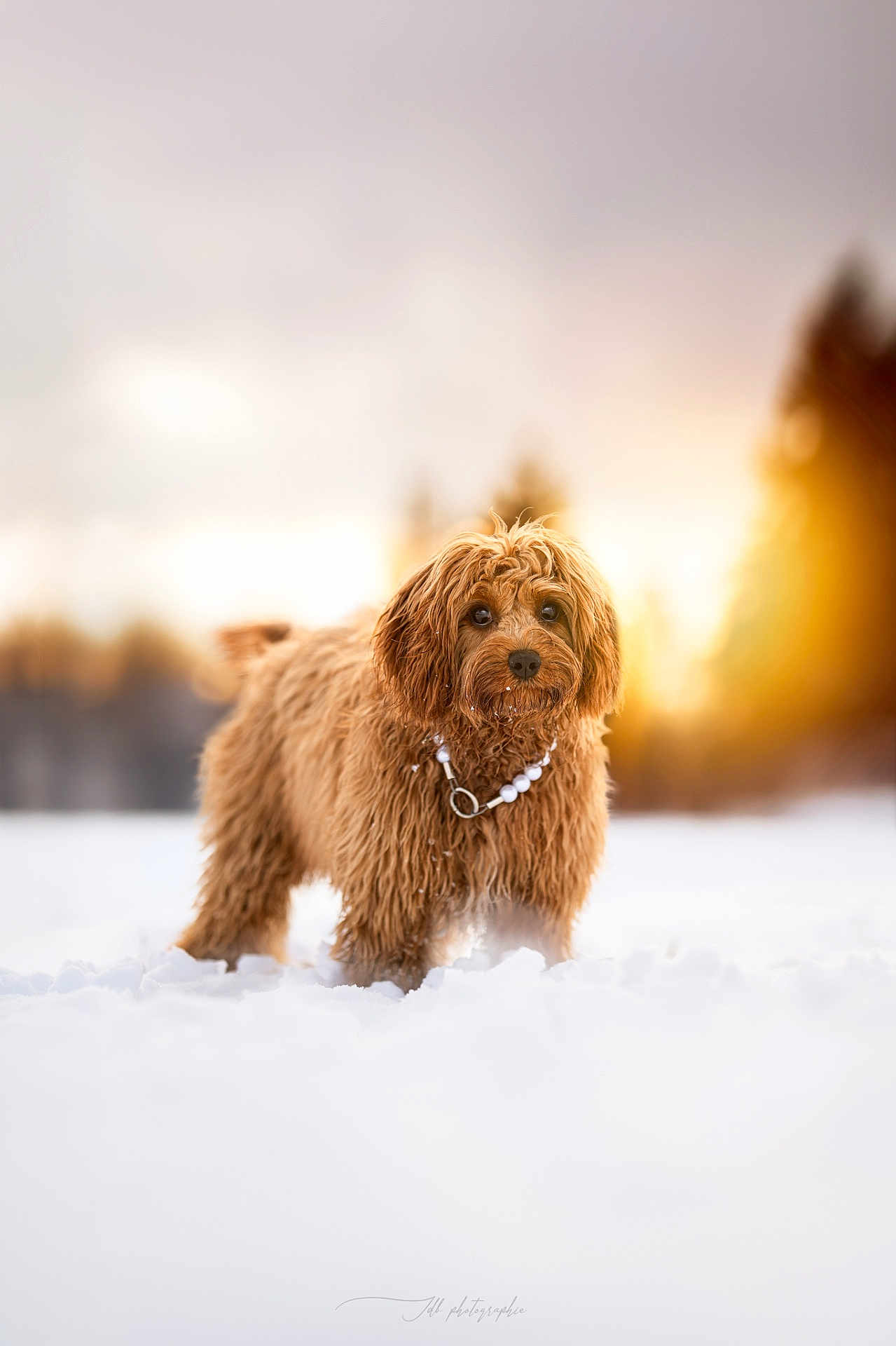 Poppy participe au concours pour gagner de l'argent avec cette photo : dog, brown_dog, fluffy, fur, paws, snow, winter, sunset, bokeh, trees, outdoors, portrait, pet, necklace, collar, cute, standing, landscape, nature, soft_light