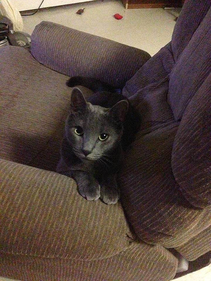 Smokey joined the competition — help win amazing prizes! carnivore, cat, cat_supply, comfort, domestic_short_haired_cat, felidae, fur, grey, russian_blue, small_to_medium_sized_cats, tail, terrestrial_animal, whiskers