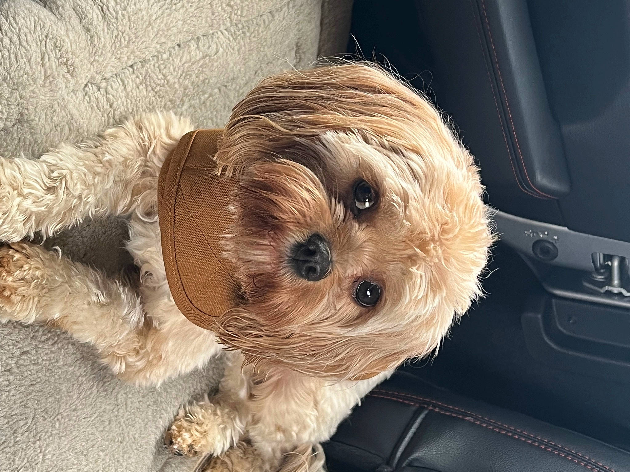Oscar is registered to the contest to win money with this photo: canidae, carnivore, companion_dog, dog, dog_breed, dog_clothes, dog_supply, fawn, fur, liver, maltepoo, small_terrier, snout, sporting_group, terrier, toy, toy_dog, working_animal, yorkipoo, yorkshire_terrier
