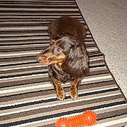 Heidi is registered to the contest to win money with this photo: animal, brown_dog, carpet, companion, cute, dog, domestic_animal, floor, fur, home, indoor, laying_down, long_ears, looking_away, orange_toy, pet_toy, playful, relaxed, small_dog, striped_rug