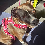 Lola is registered to the contest to win money with this photo: dog, pet, indoor, harness, leash, carpet, sunlight, shadow, person, socks, plaid_pants, brown_fur, white_paws, close_up, looking_up, floor, home, cute, animal, companion