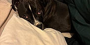 Lola joined the competition — help win amazing prizes! dog, black_dog, white_markings, bed, pillow, blanket, cozy, indoors, resting, pet, animal, cute, sleepy, fur, canine, comfort, laying_down, soft, home, relaxed