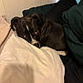 dog, black_dog, white_markings, bed, pillow, blanket, cozy, indoors, resting, pet, animal, cute, sleepy, fur, canine, comfort, laying_down, soft, home, relaxed