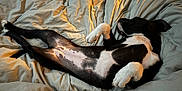 Lola is registered to the contest to win money with this photo: animal, bed, bedroom, blanket, canine, couch, cushion, dog, furniture, homedecor, hound, indoors, interiordesign, person, pet, pointer, puppy, quilt, room, sleeping