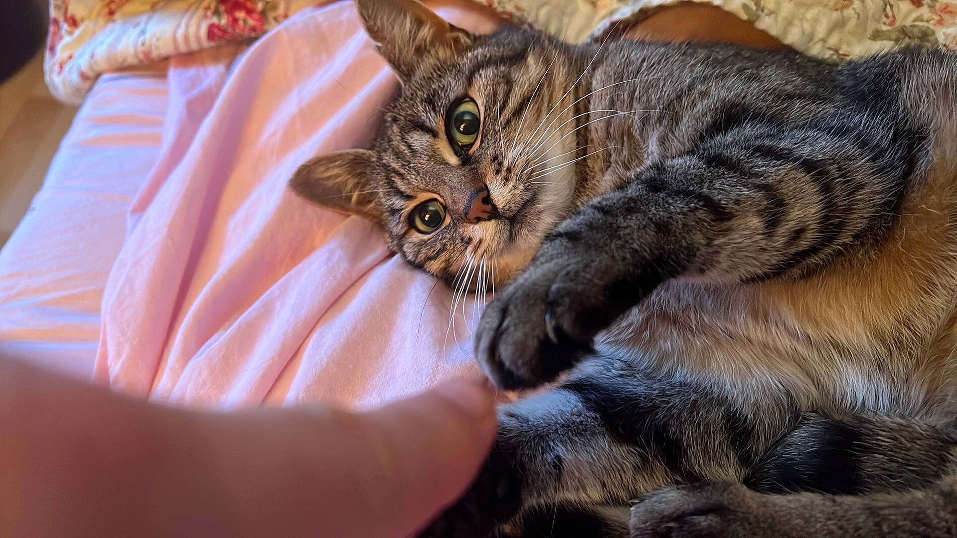 Minouchka participe au concours pour gagner de l'argent avec cette photo : carnivore, cat, claw, comfort, domestic_short_haired_cat, felidae, fur, paw, small_to_medium_sized_cats, snout, tail, terrestrial_animal, whiskers, wildlife