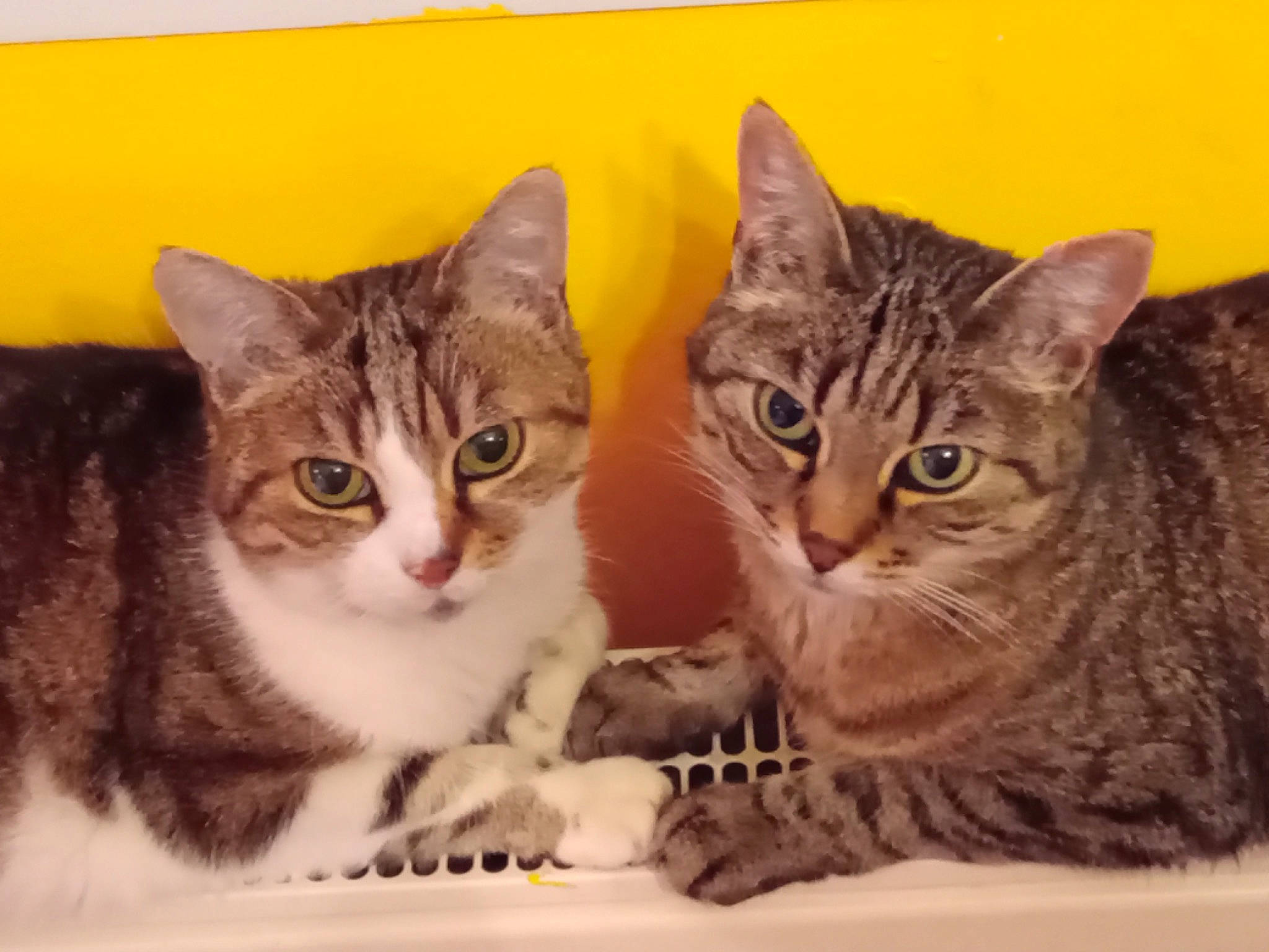 Minouchka a rejoint le concours — aidez-le/la à gagner de superbes lots ! bombay, box, carnivore, cat, cat_bed, cat_furniture, cat_supply, claw, comfort, domestic_short_haired_cat, eye, felidae, fur, paw, pet_supply, photo_caption, rectangle, small_to_medium_sized_cats, whiskers