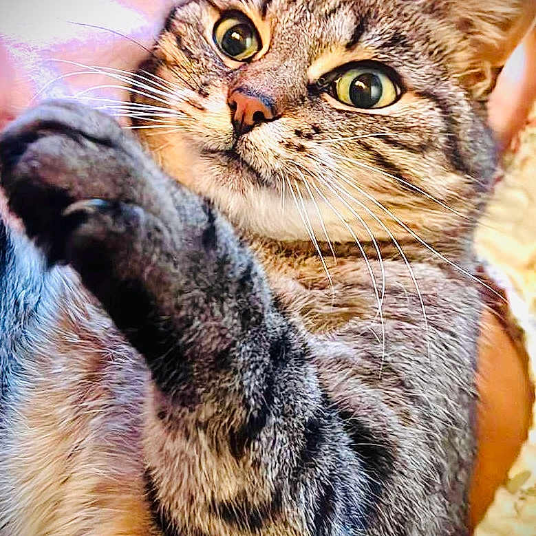 Minouchka
