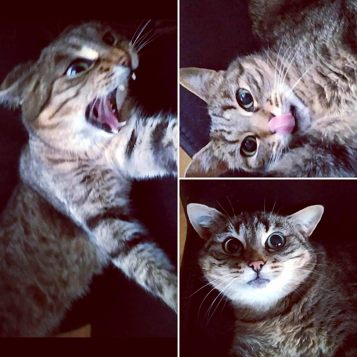 Minouchka a rejoint le concours — aidez-le/la à gagner de superbes lots ! carnivore, cat, claw, domestic_short_haired_cat, ear, eye, fang, felidae, fur, gesture, iris, mammal, organ, organism, paw, photo_caption, small_to_medium_sized_cats, snout, vertebrate, whiskers