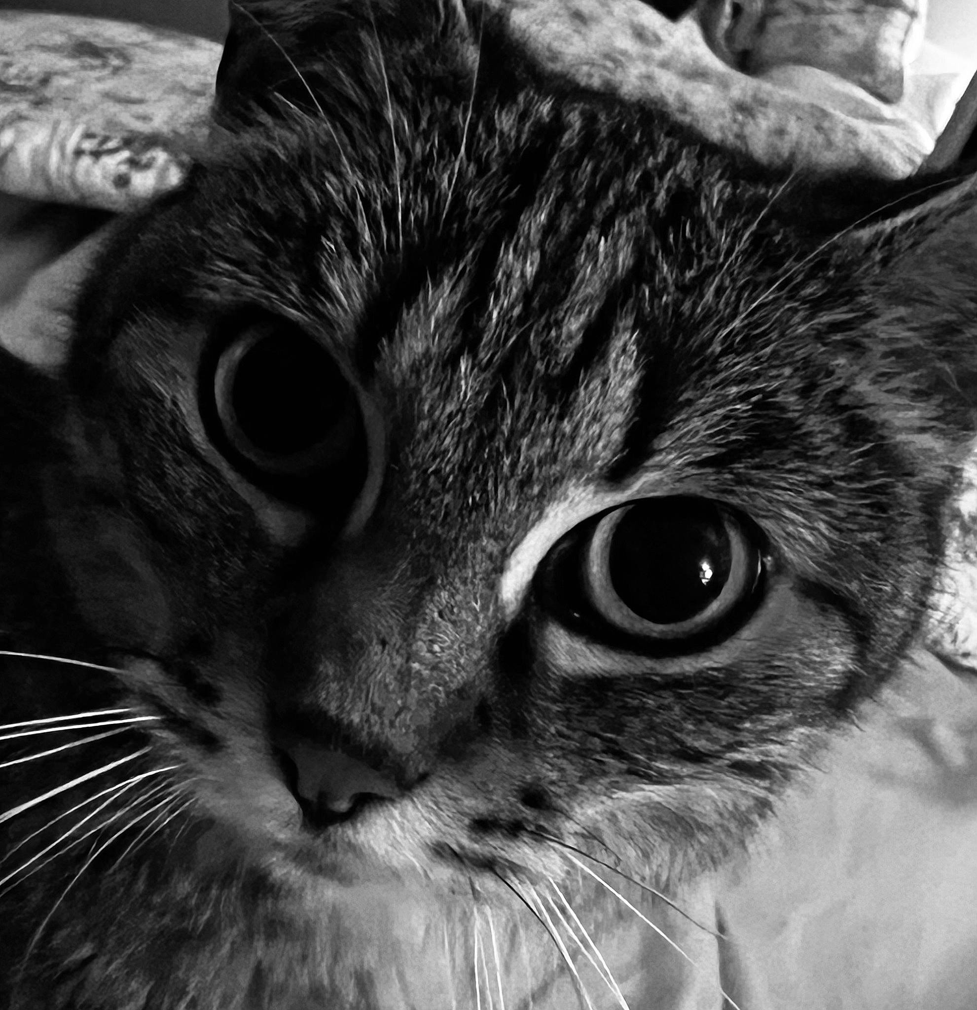 Minouchka participe au concours pour gagner de l'argent avec cette photo : black, black_and_white, carnivore, cat, ear, eye, felidae, grey, hair, head, human_body, iris, nose, organ, photograph, small_to_medium_sized_cats, snout, style, whiskers, white