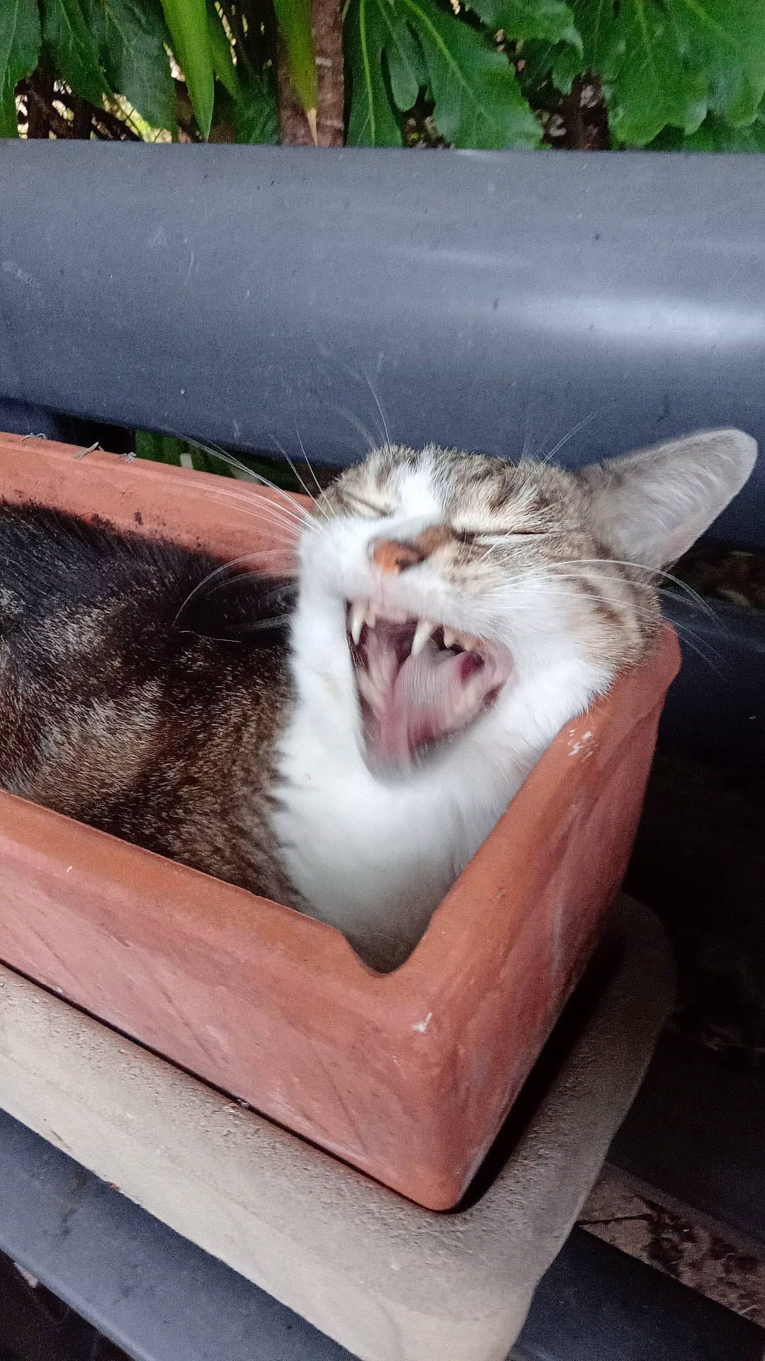 Mouchette a rejoint le concours — aidez-le/la à gagner de superbes lots ! carnivore, cat, comfort, domestic_short_haired_cat, fang, felidae, food, fur, grass, ingredient, paw, plant, small_to_medium_sized_cats, snout, tail, whiskers, window, wood