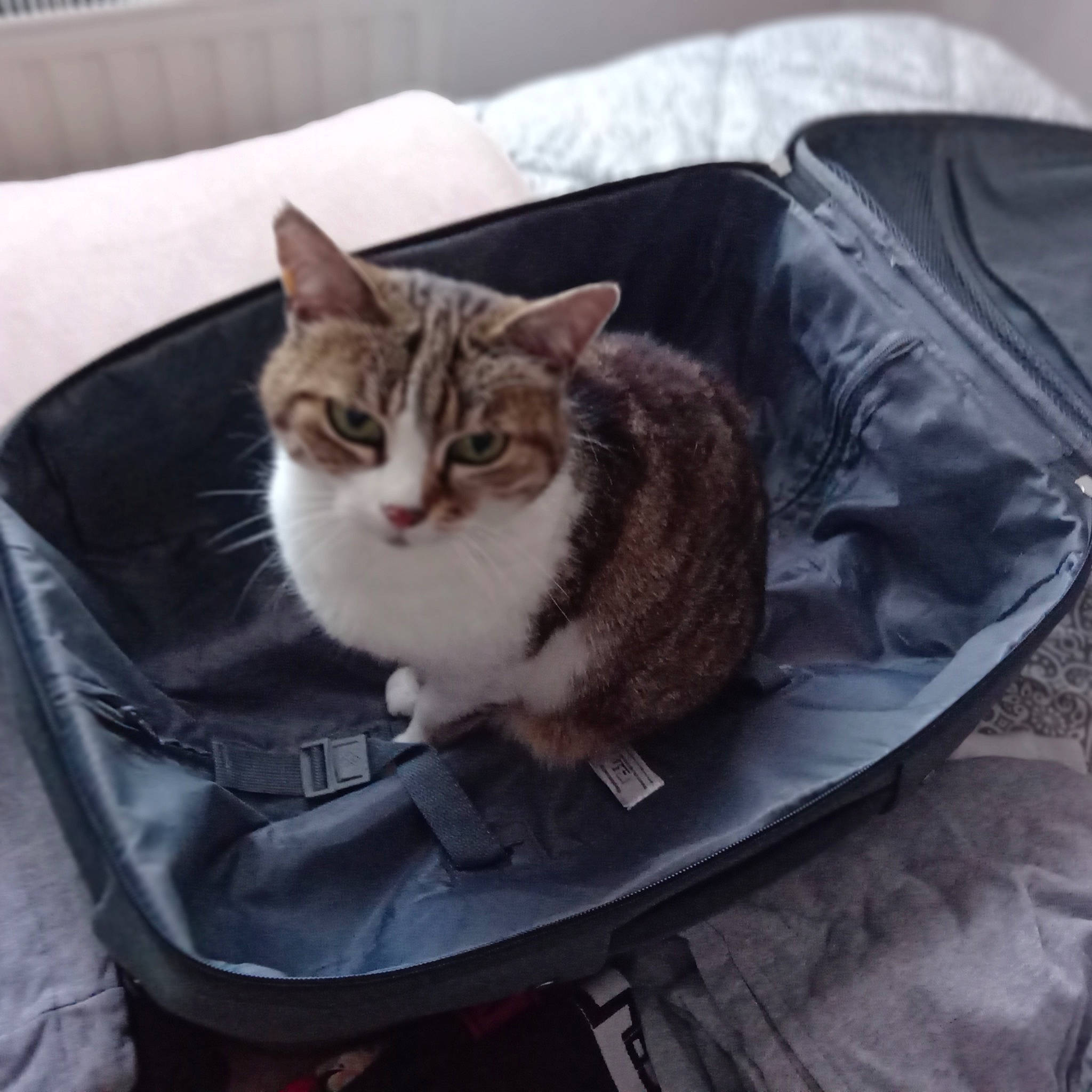 Mouchette participe au concours pour gagner de l'argent avec cette photo : bag, carnivore, cat, cat_supply, comfort, couch, domestic_short_haired_cat, felidae, fur, grey, metal, paw, sitting, small_to_medium_sized_cats, snout, square, tail, tree, whiskers, window