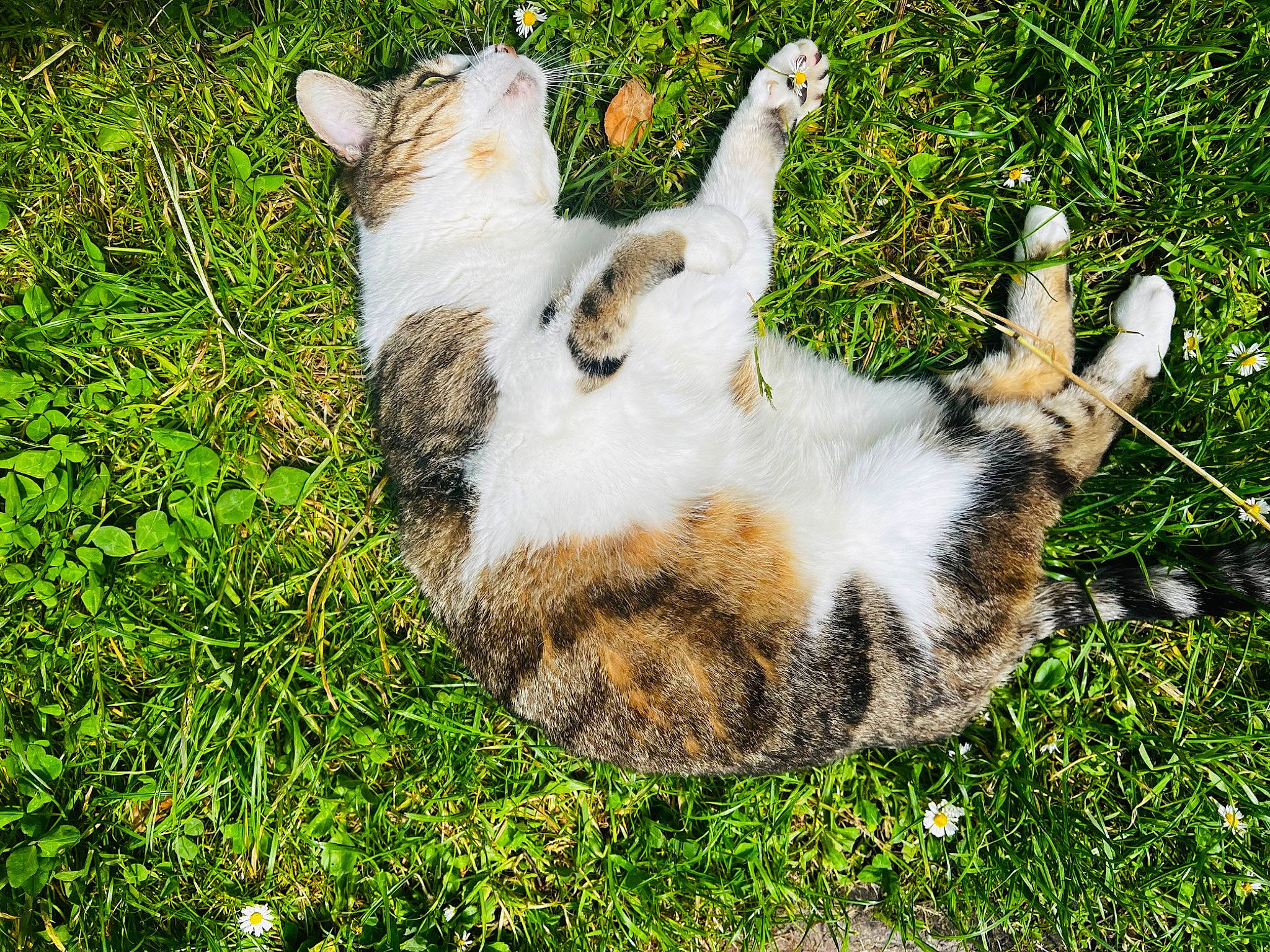 Mouchette participe au concours pour gagner de l'argent avec cette photo : canidae, carnivore, cat, dog_breed, domestic_short_haired_cat, fawn, felidae, fur, grass, groundcover, lawn, paw, plant, small_to_medium_sized_cats, snout, sporting_group, tail, terrestrial_animal, tree, whiskers