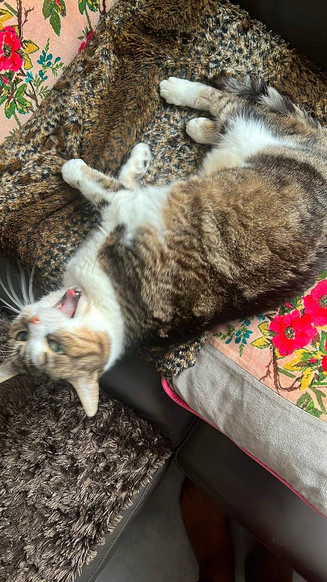 Mouchette a rejoint le concours — aidez-le/la à gagner de superbes lots ! carnivore, cat, claw, comfort, domestic_short_haired_cat, felidae, foot, fur, grass, nap, paw, sleep, small_to_medium_sized_cats, snout, tail, terrestrial_animal, whiskers, wood