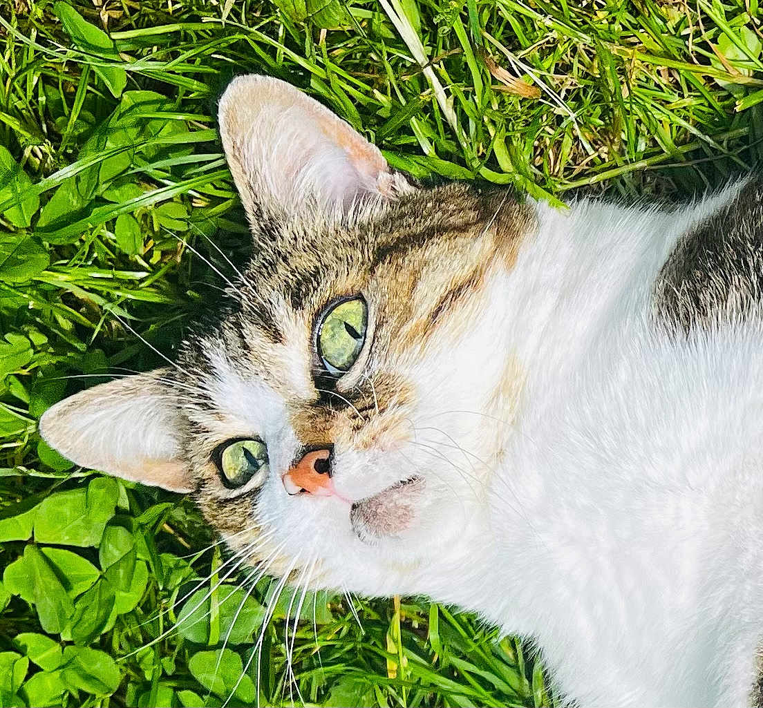 Mouchette