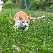 Finn a rejoint le concours — aidez-le/la à gagner de superbes lots ! cat, orange_cat, white_cat, grass, outdoor, animal, pet, nature, greenery, feline, close_up, crouching, focused, wildlife, mammal, cute, domestic_animal, garden, playful, young_cat