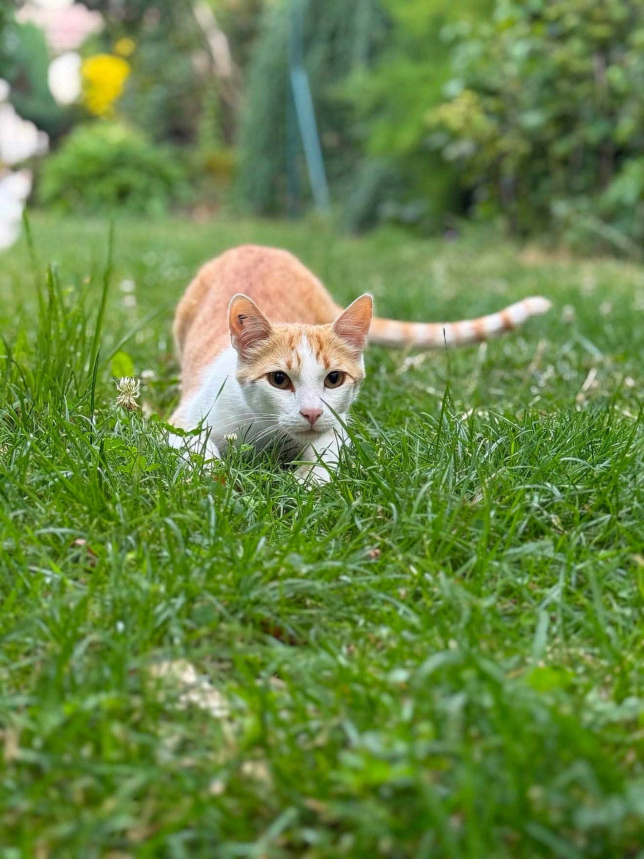 Finn a rejoint le concours — aidez-le/la à gagner de superbes lots ! cat, orange_cat, white_cat, grass, outdoor, animal, pet, nature, greenery, feline, close_up, crouching, focused, wildlife, mammal, cute, domestic_animal, garden, playful, young_cat