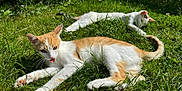 Finn participe au concours pour gagner de l'argent avec cette photo : animal, cat, cats, cute, ears, feline, garden, grass, greenery, nature, outdoor, pet, playful, resting, summer, sunlight, tail, tongue, two_animals, whiskers