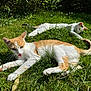 animal, cat, cats, cute, ears, feline, garden, grass, greenery, nature, outdoor, pet, playful, resting, summer, sunlight, tail, tongue, two_animals, whiskers
