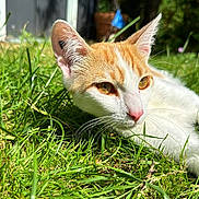 Finn a rejoint le concours — aidez-le/la à gagner de superbes lots ! animal, cat, close_up, curious, daylight, ears, eyes, feline, garden, grass, greenery, nature, orange_and_white_cat, outdoor, peaceful, pet, relaxing, soft_focus_background, sunlight, whiskers
